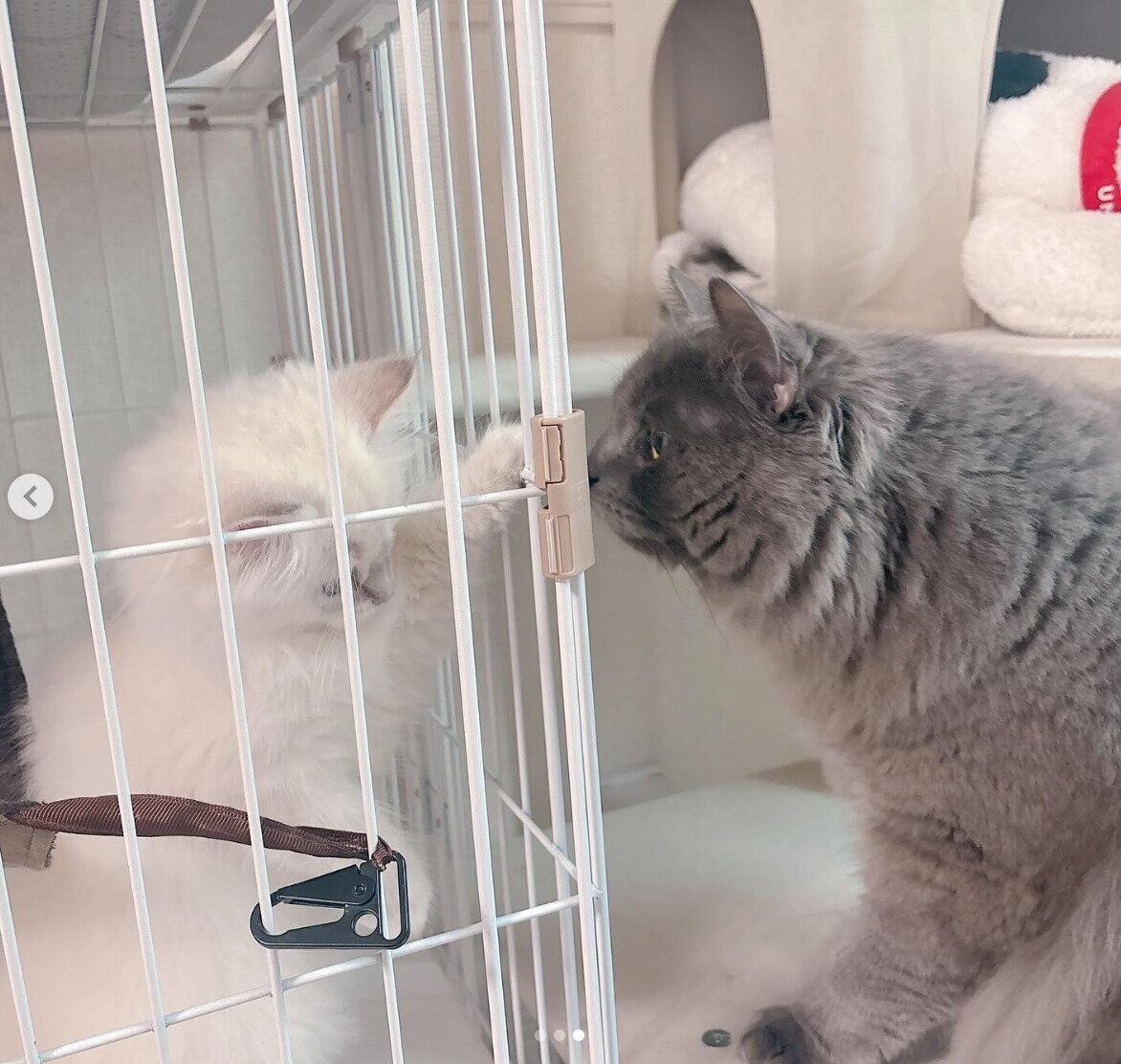 お迎え当時の初ちゃんと、先住猫・久遠くん