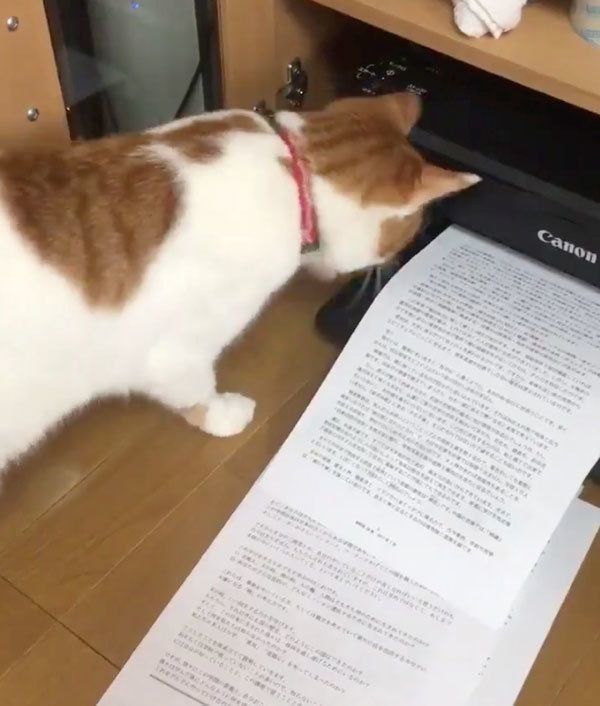 プリンターにビビる貞良ちゃん