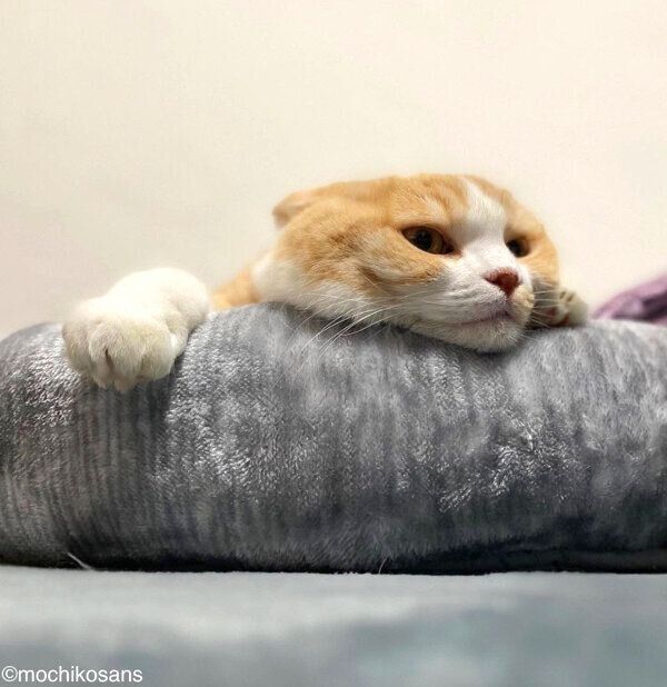 ニトリのペットベッドでまったりするもちさん