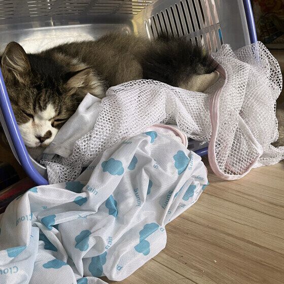 マンチカン・ロングヘアのカンちゃん