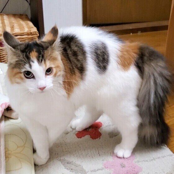 イカ耳になるノルウェージアンフォレストキャット