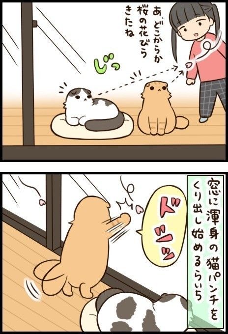 「もふもふスコたん」19話目