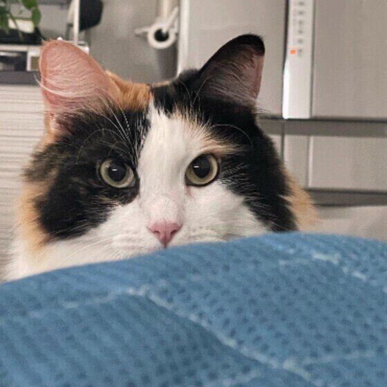 何かを狙っているみぃちゃん