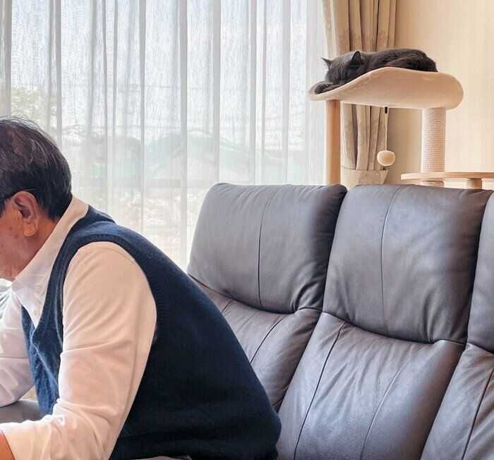キャットタワーでくつろぐ猫