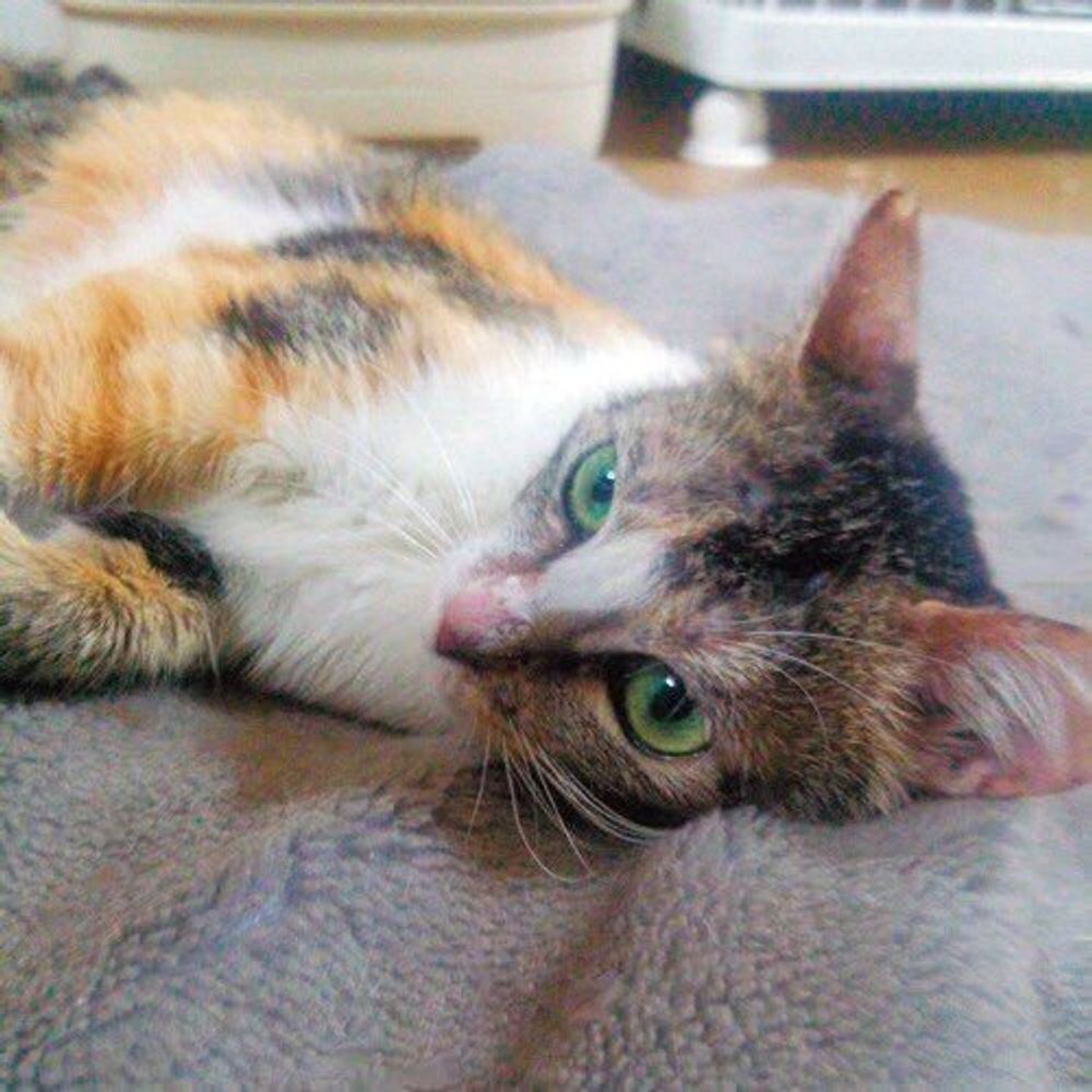 猫カビ 皮膚糸状菌症 を発症したらどうすればいい 獣医師が解説します ねこのきもちweb Magazine 猫カビ 皮膚糸状菌症 を発症したらどうすればいい 獣医師が解説します ねこのきもちweb Magazine