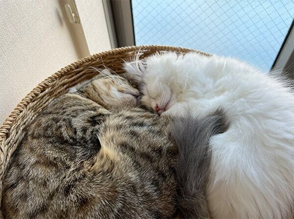 一緒に眠るまつたけちゃん、おすしくん