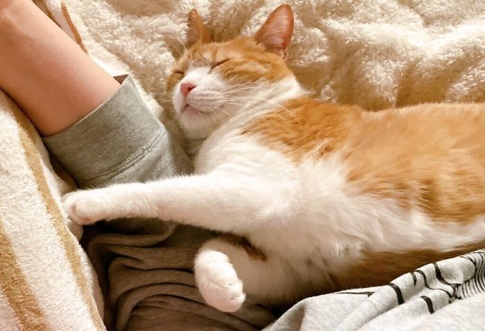 飼い主さんの隣で眠るきなこちゃん