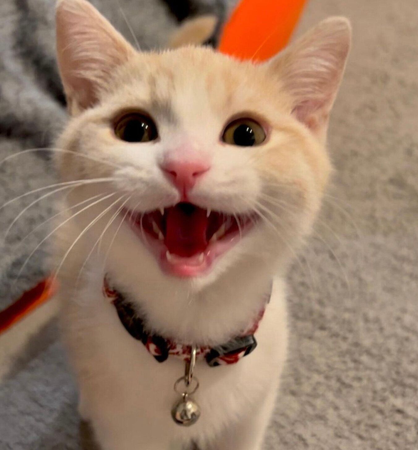 鳴くなるとくん