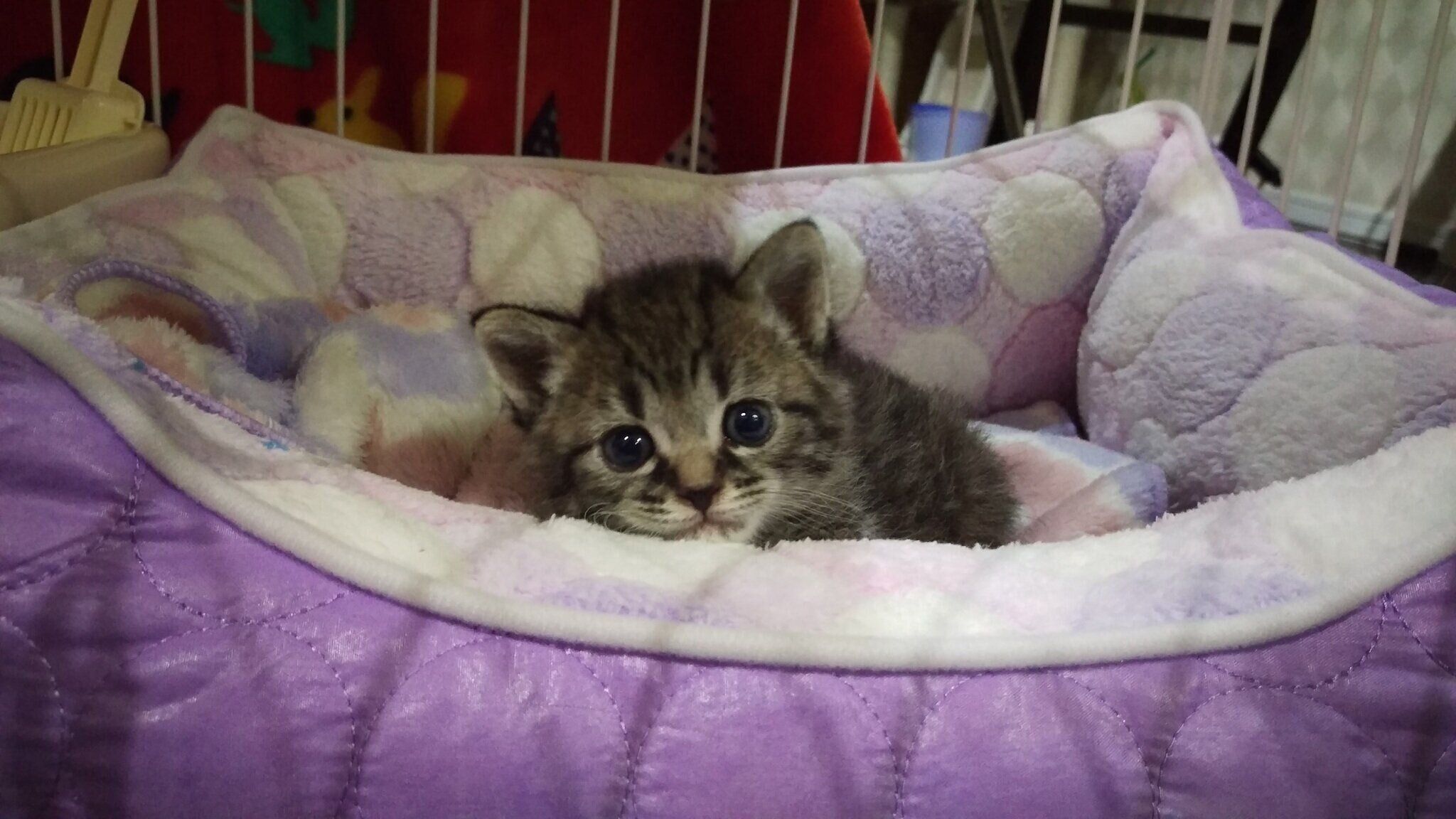 カメラを見つめる子猫時代のにこちゃん