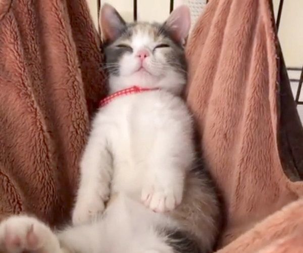 ハンモックで寝るマンチカン