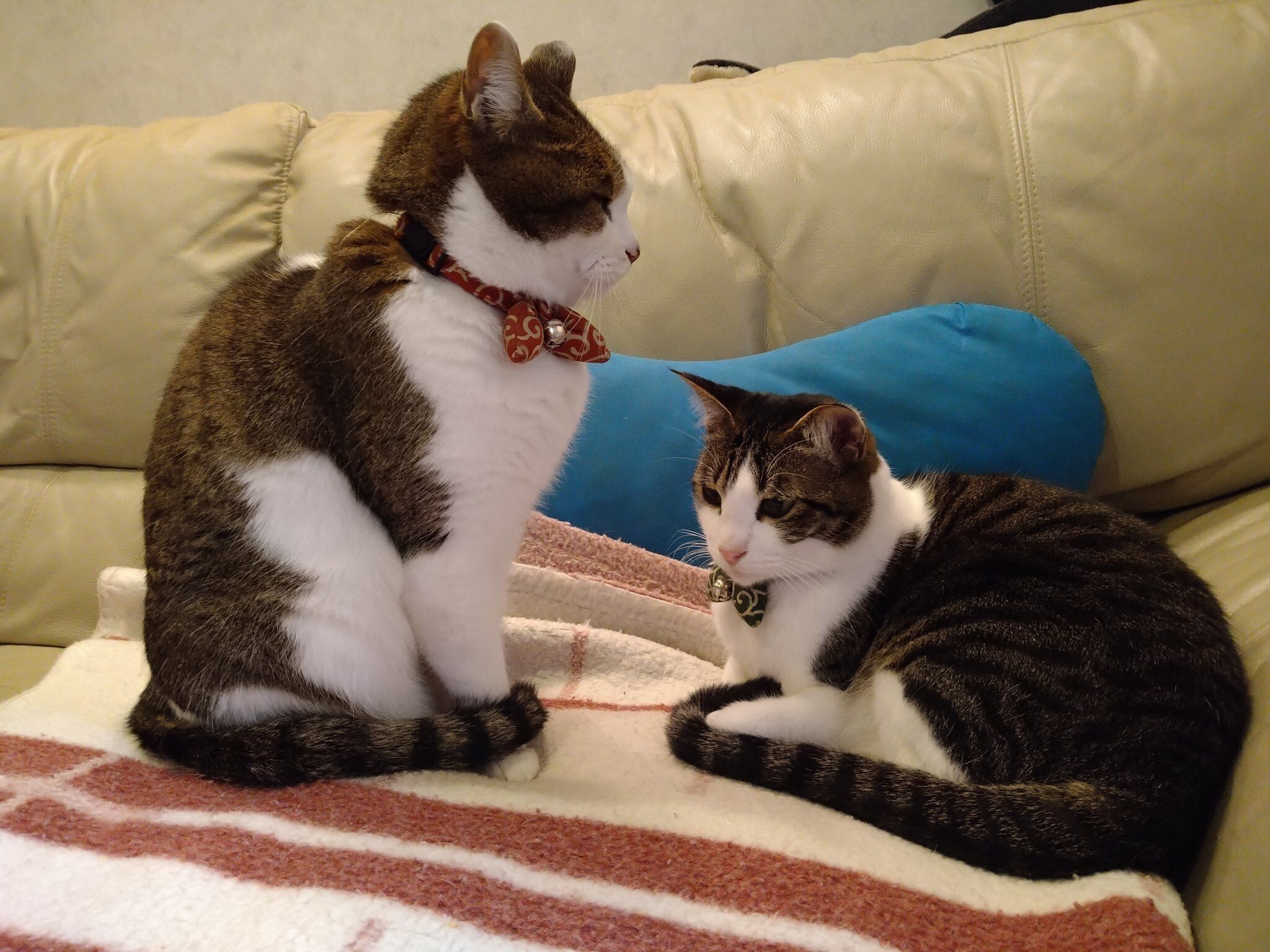 並んで座る2匹の猫
