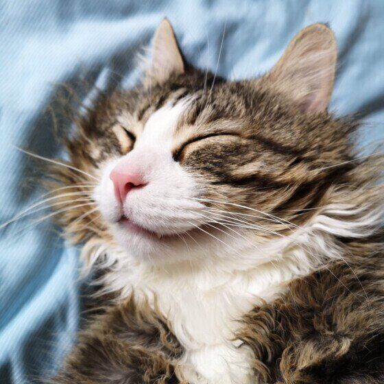 メインクーンの銀次郎くん