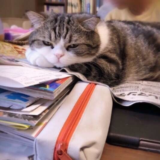 パソコンや本の上に乗る猫