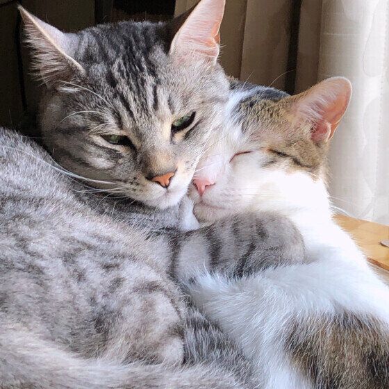 寄り添う猫