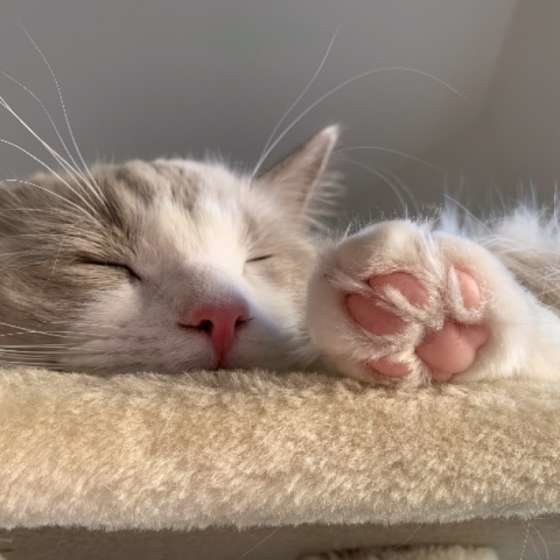 ラグドールのこむぎちゃん