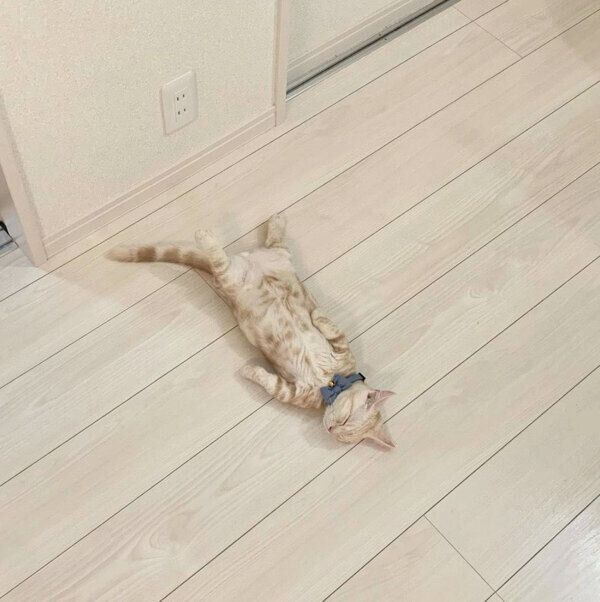 ヘソ天するきなこくん