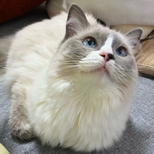 目がまんまるなましろちゃん