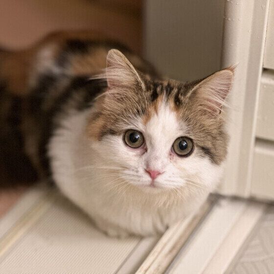  出待ちするぽぽちゃん