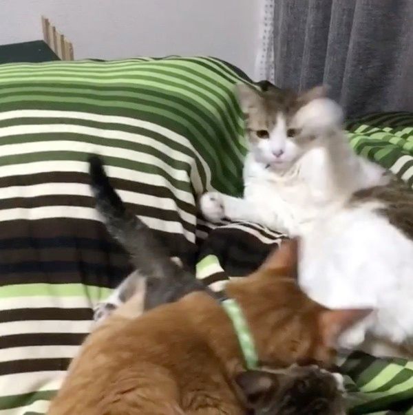 おやすみを邪魔されて怒る猫