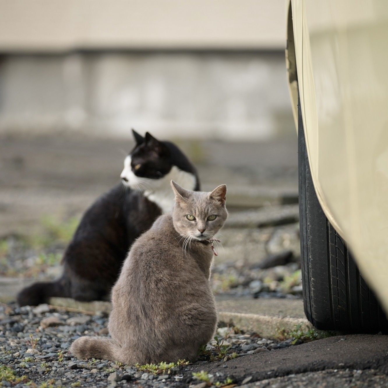 「第１弾の取り組みの時点では、去勢・避妊手術をせず、自由に外に出られる環境で飼育している飼い主さんが多かったです」と石郷岡さん（撮影／石原さくら）