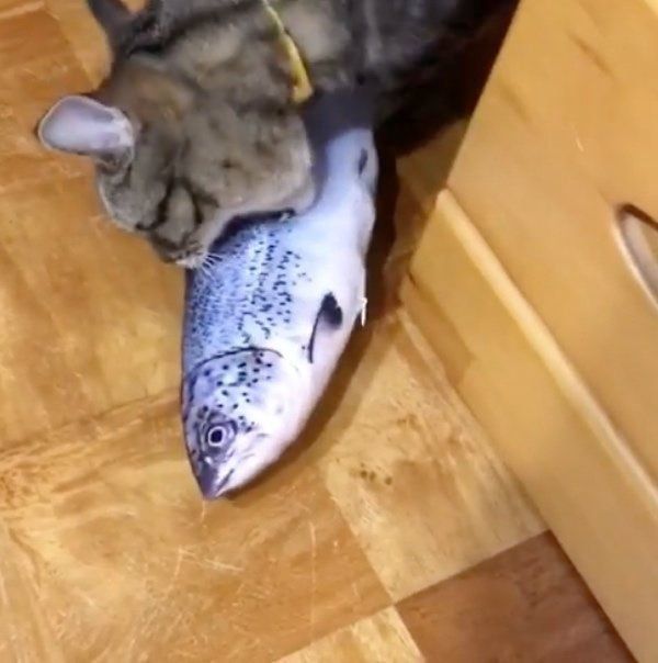 魚のぬいぐるみで遊ぶ猫