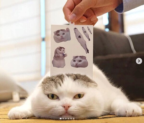 ライくん×「niko and ...」のコラボ商品