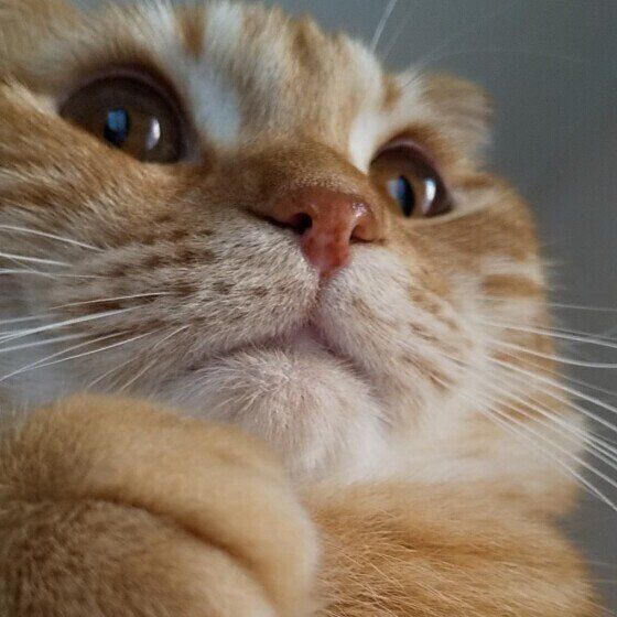 どこかを見つめる猫