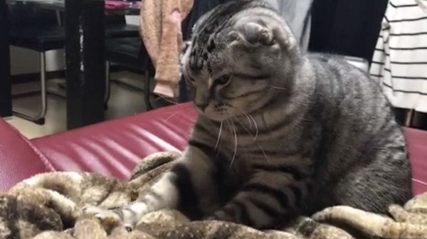 音楽にあわせてフミフミする猫