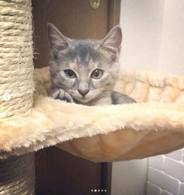 キャットタワーでくつろぐくぅちゃん