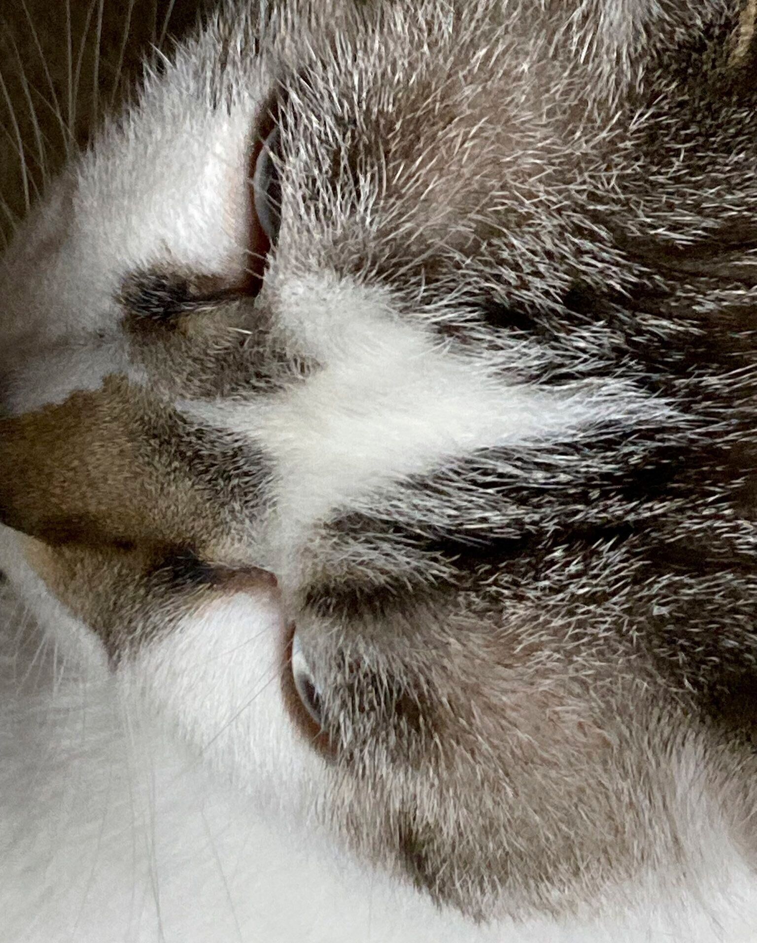 あたりちゃんのお鼻の模様