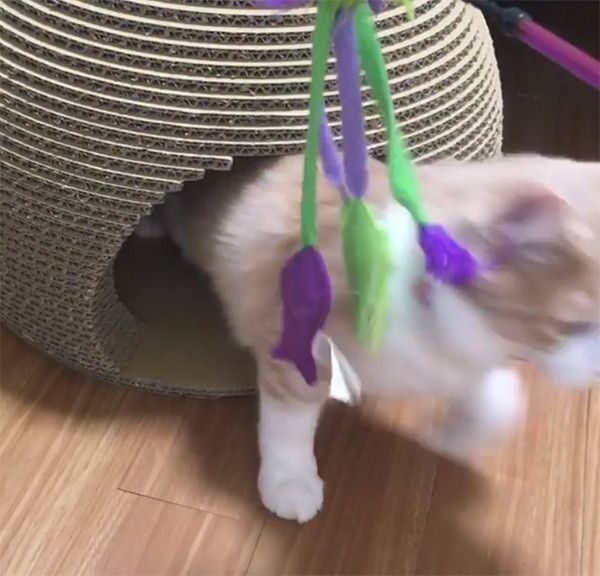 出てこないノルウェージャンフォレストキャット