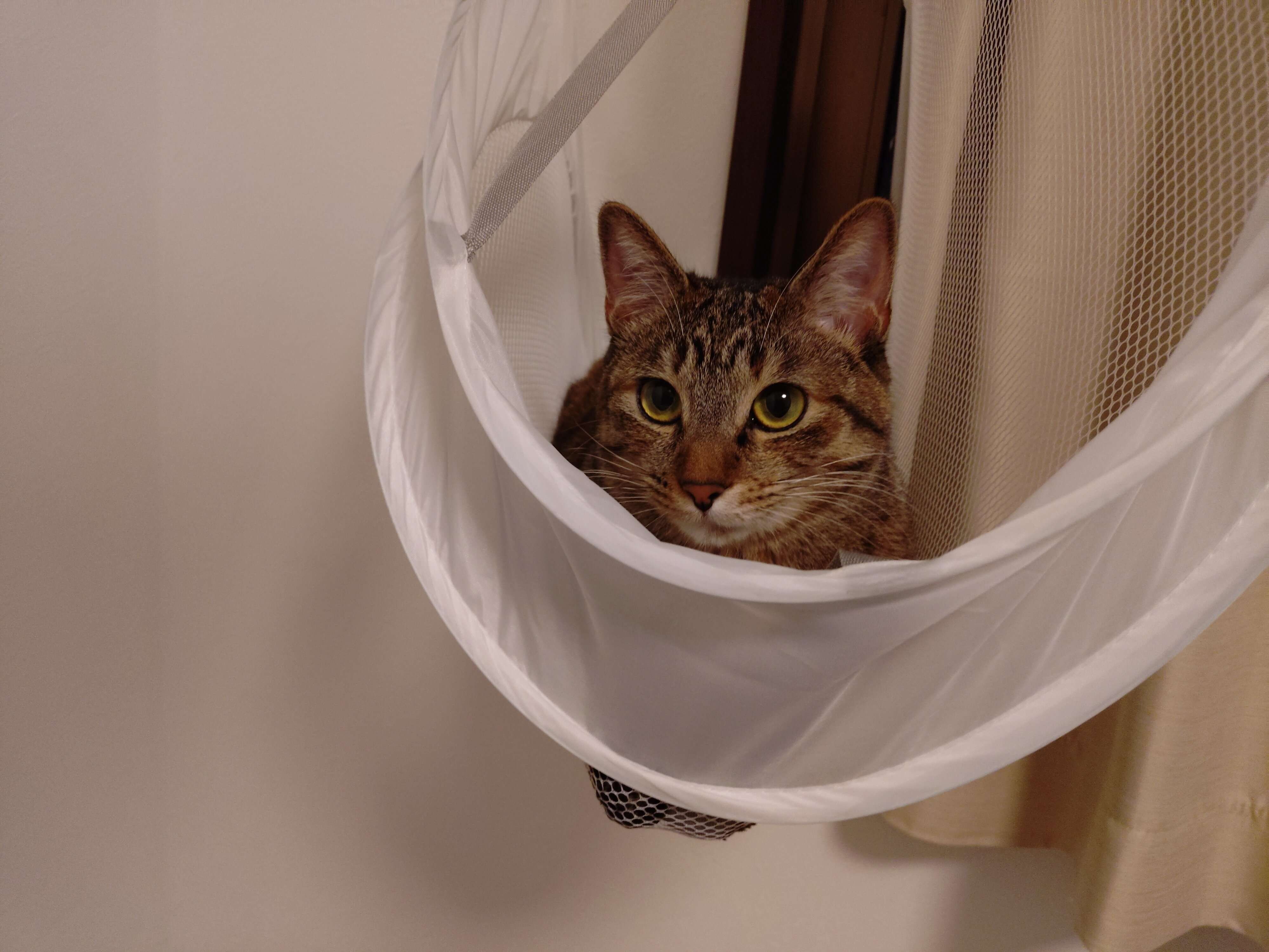 ハンモックでくつろぐ猫
