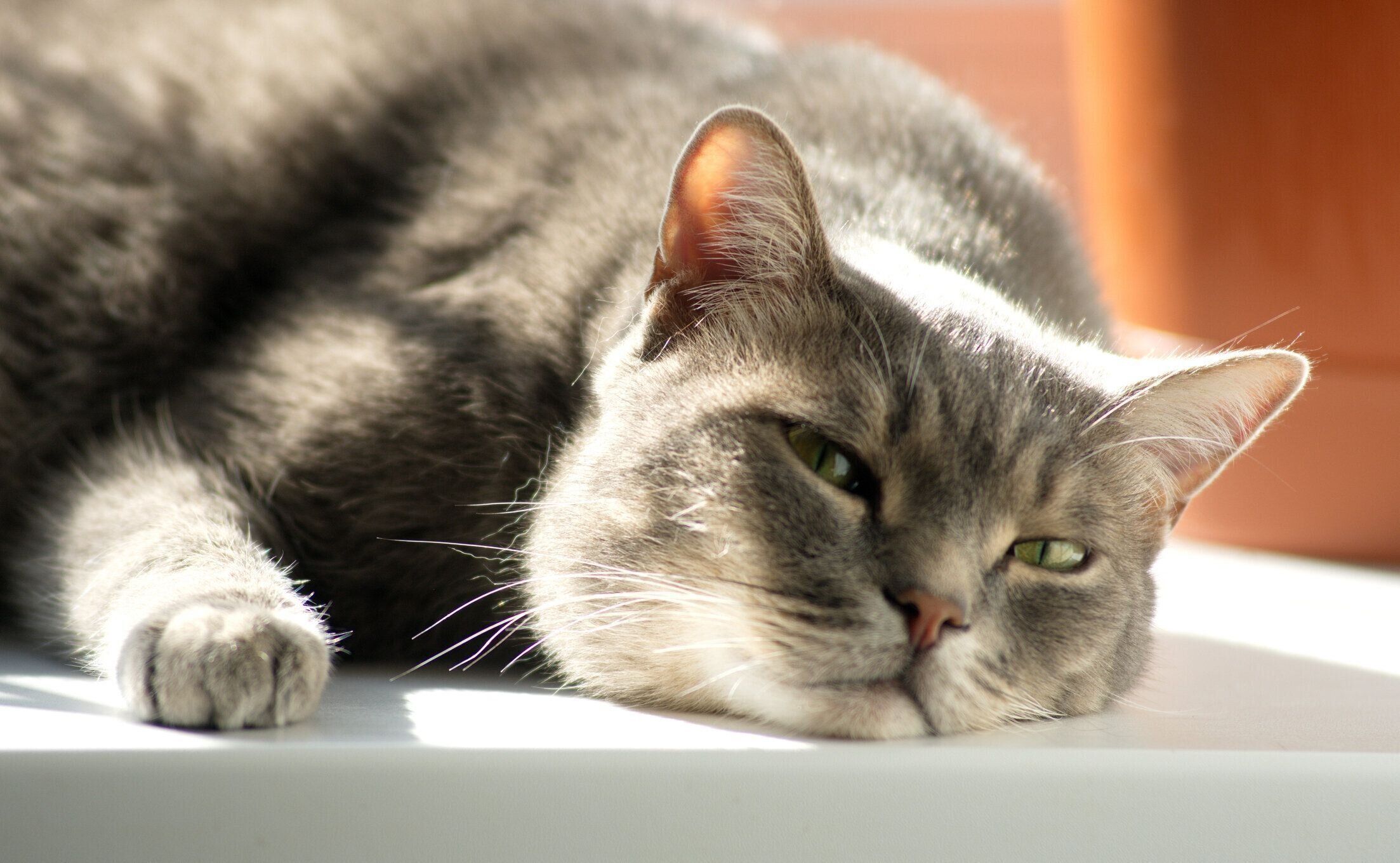 ひなたぼっこする猫