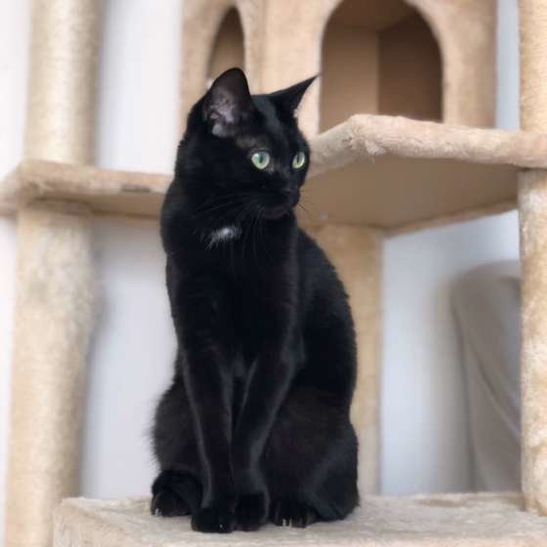 黒猫は不吉 の迷信はウソ もともと黒猫は 福猫 だった ねこのきもちweb Magazine 黒猫は不吉 の迷信はウソ もともと黒猫は 福猫 だった ねこのきもちweb Magazine