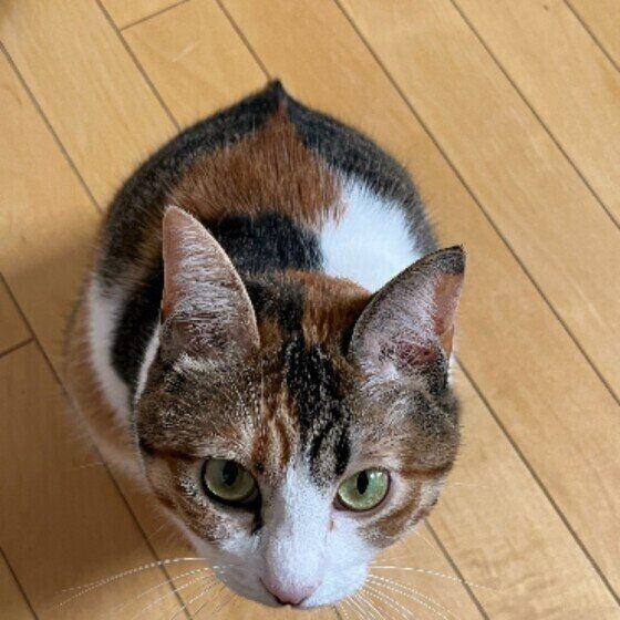 低い姿勢で見上げるミケ猫