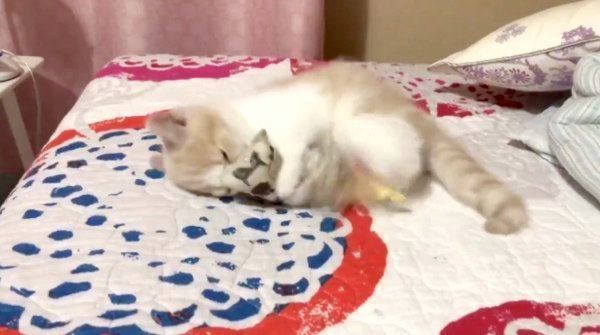 けりぐるみを蹴るブリティッシュショートヘア