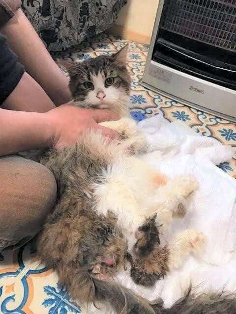 写真／「ねこのきもち」2022年11月号『保護猫との出会いのお話　一緒におうちに帰ろうね。』