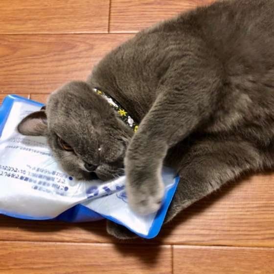 ブリティッシュショートヘア マリウスくん