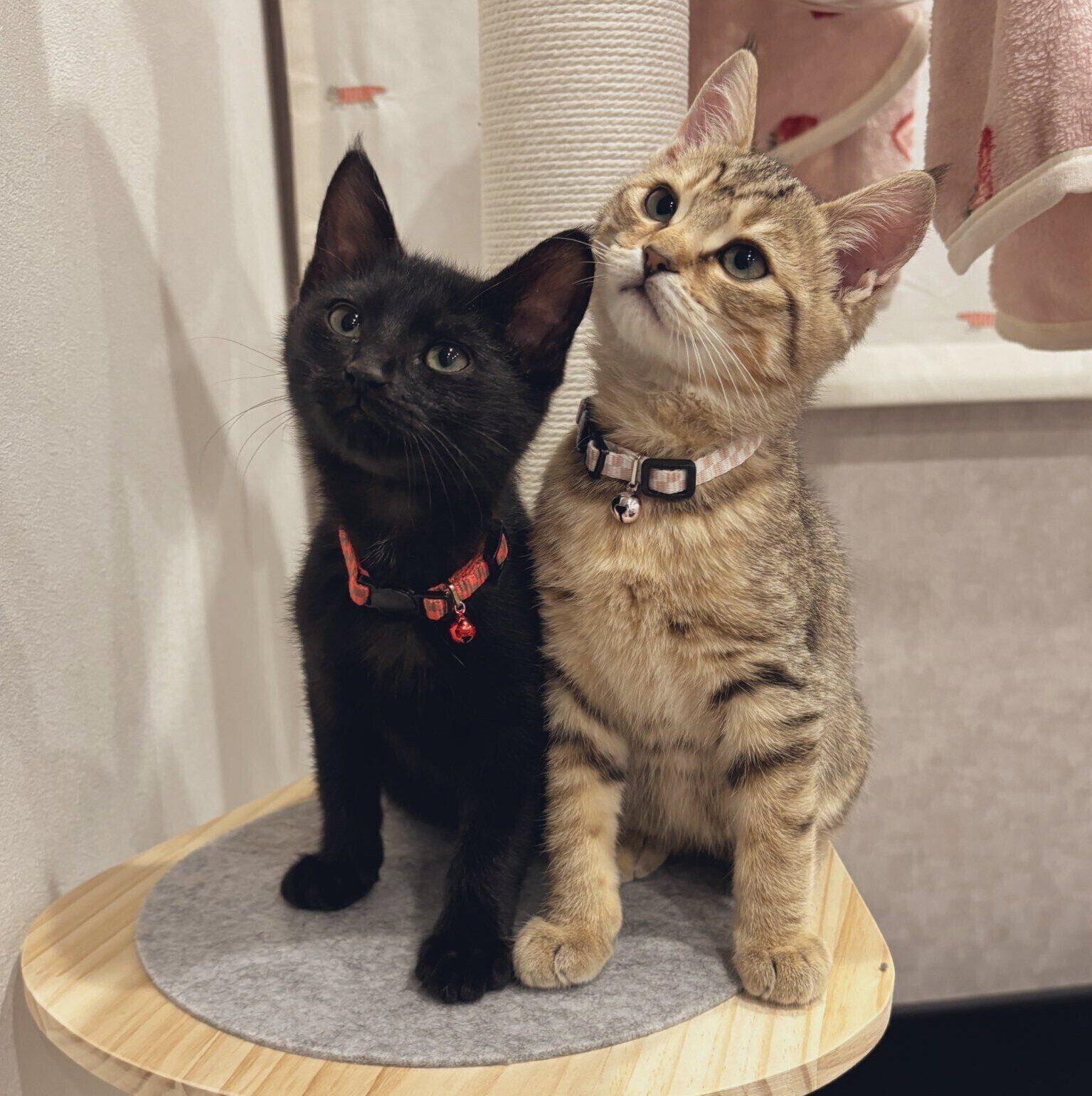 飼い主さんお気に入りの一枚。