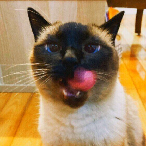 ごはんを食べてご満悦のシャム