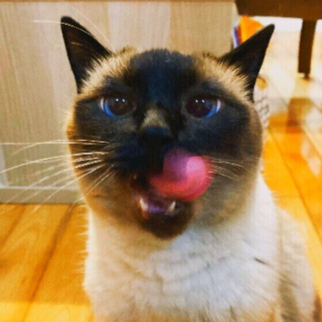 獣医師監修 猫に玉ねぎは絶対にng 食べてしまったときの症状と対処方法 ねこのきもちweb Magazine 獣医師監修 猫に玉ねぎは絶対にng 食べてしまったときの症状と対処方法 ねこのきもちweb Magazine