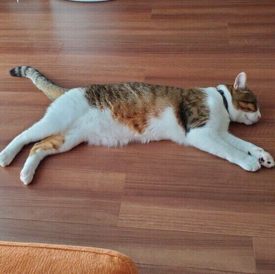 雑種のルイちゃん。眠りながら走っているよう。