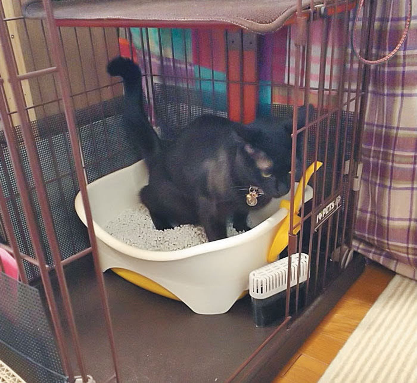 猫のトイレはココに置こう それぞれの場所のメリット デメリット ねこのきもちweb Magazine 猫のトイレはココに置こう それぞれの場所のメリット デメリット ねこのきもちweb Magazine