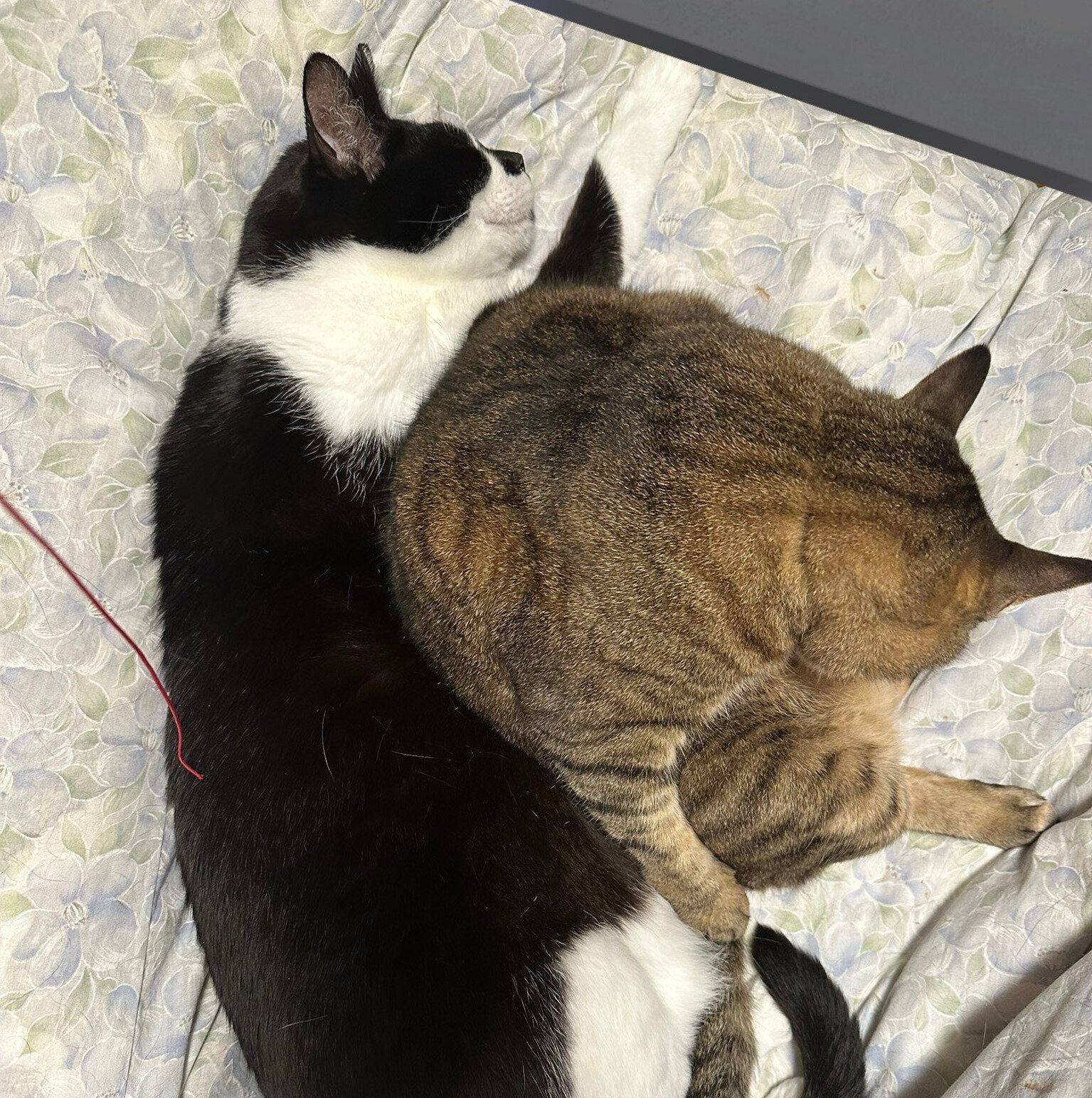 てんてんくんとさくらちゃん