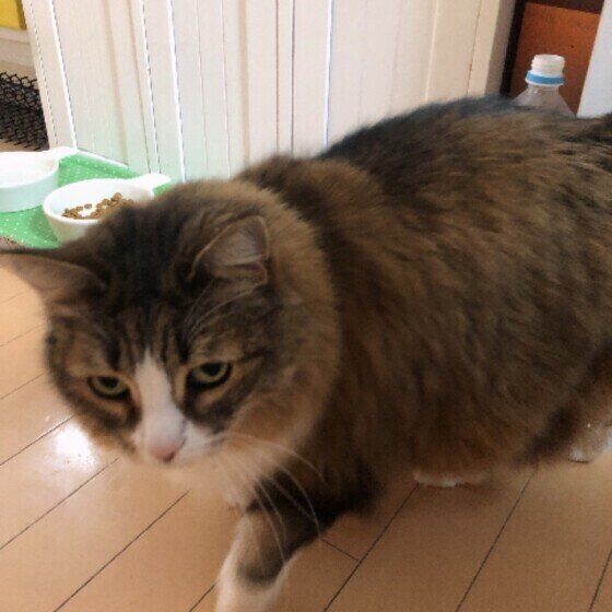 ノルウェージャンフォレストキャットのダヤンちゃん♪