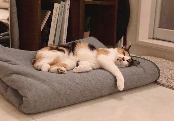 すやすやと眠るまろんちゃん