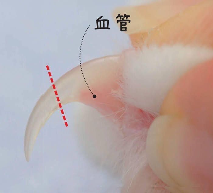 猫の爪切りのライン