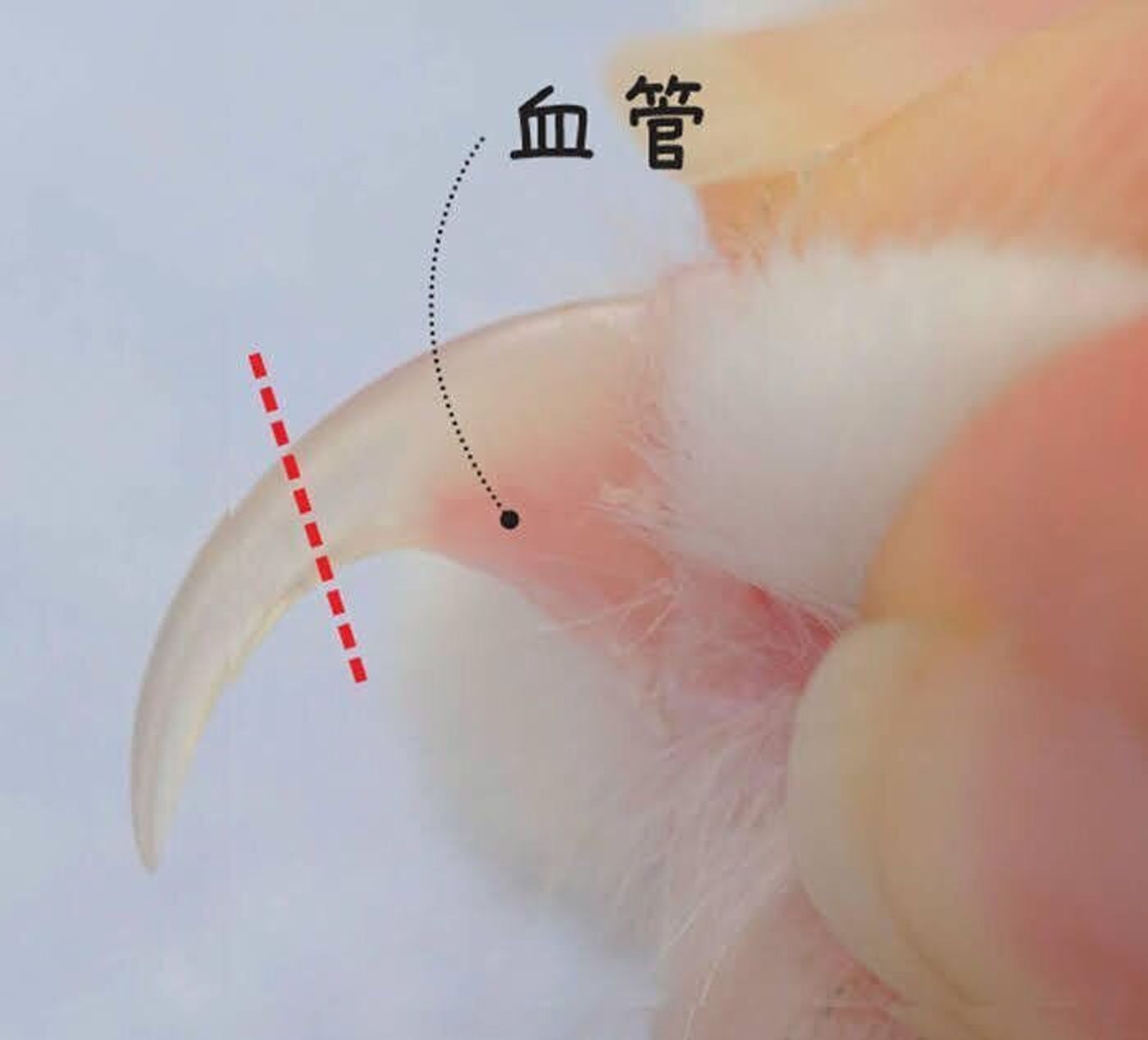 苦手にさせない 猫の ながら爪切り のススメ ねこのきもちweb Magazine 苦手にさせない 猫の ながら爪切り のススメ ねこのきもちweb Magazine