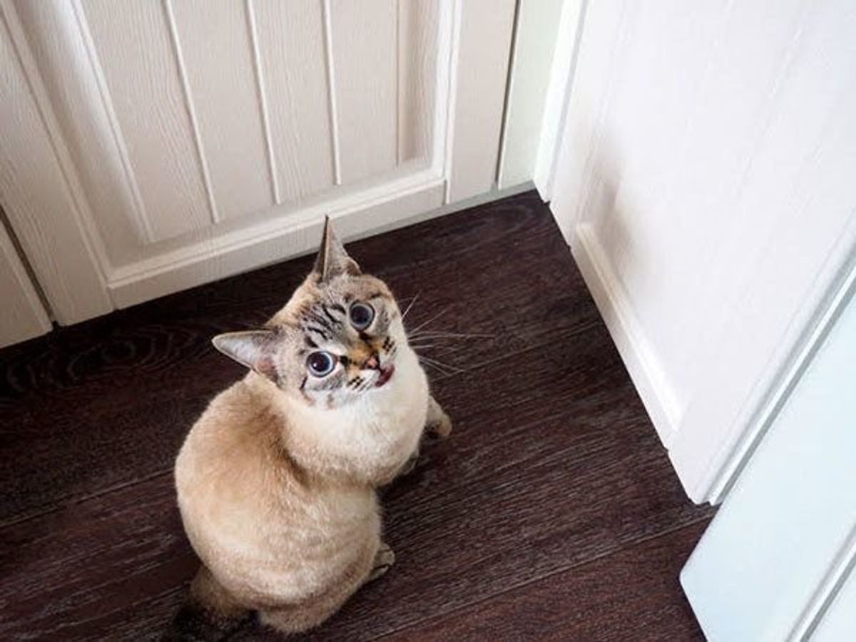 タバコの煙は猫に危険 猫の 受動喫煙 三次喫煙 のリスク ねこのきもちweb Magazine タバコの煙は猫に危険 猫の 受動喫煙 三次喫煙 のリスク ねこのきもちweb Magazine