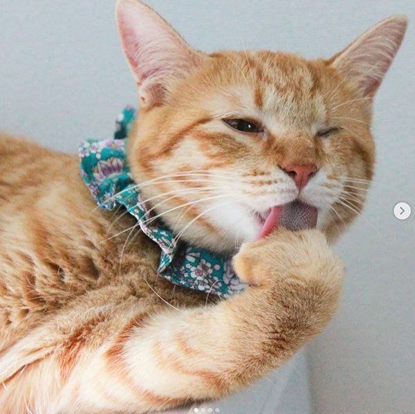 元保護猫・みちるちゃん